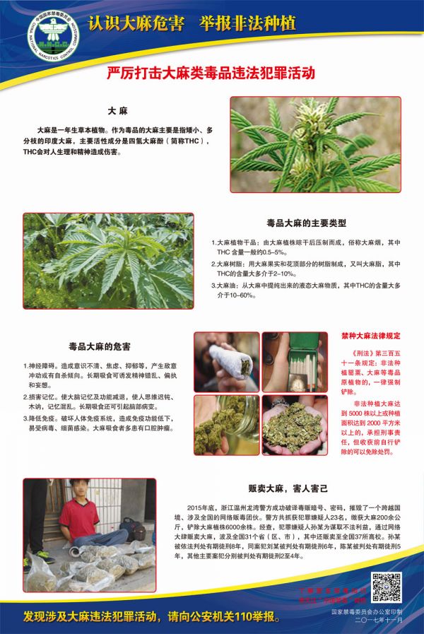 2-识别大麻类危害 举报非法种植 副本.jpg