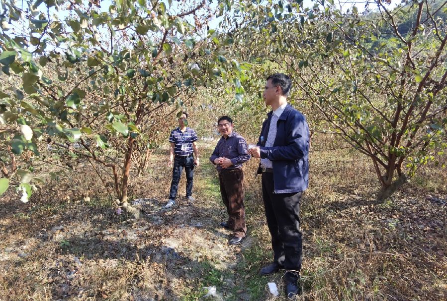 范华清一行实地考察蜜丝枣基地受灾情况.jpg